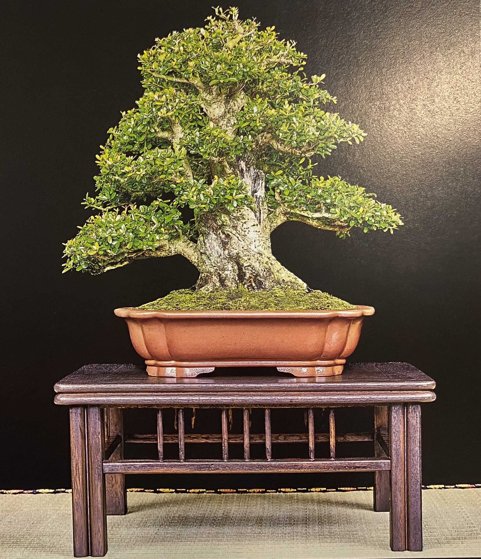 Dawn Koettig bonsai stand.png