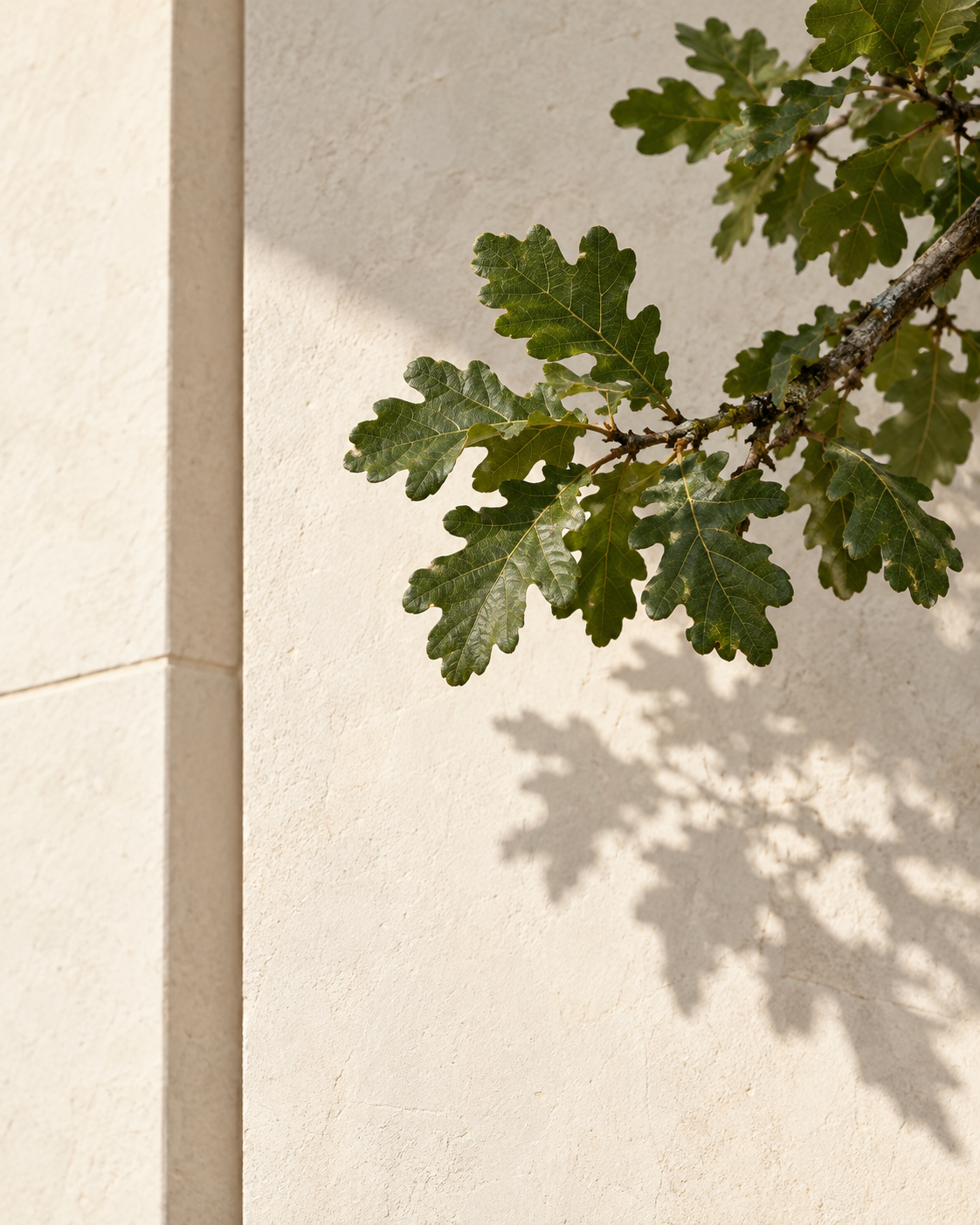 A branch with green oak leaves extending from the right side onto a beige wall, with sunlight casting shadows of the leaves on the wall.