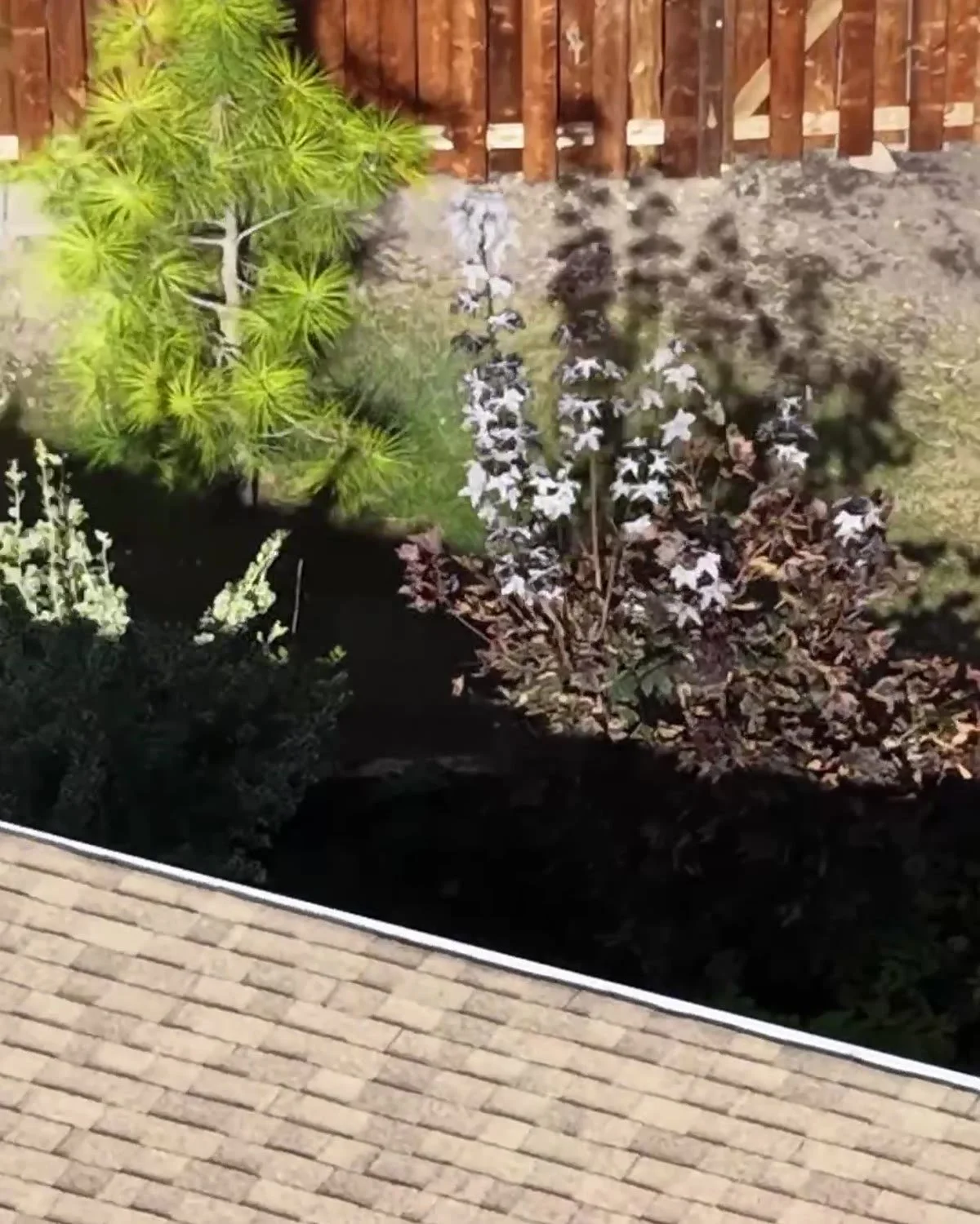 Aerial view of a new wood fence around a planted backyard garden in Mississauga after a fence replacement by Levand Construction