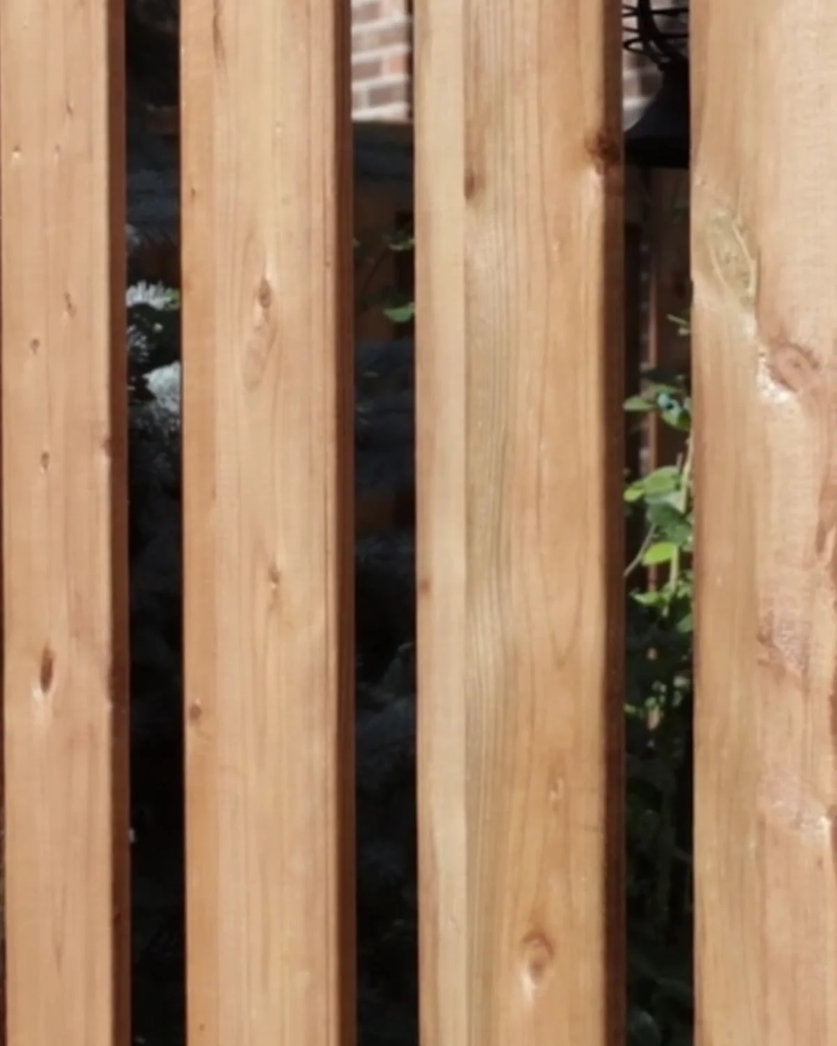 Close-up of new vertical wood fence boards with even gaps between them on a backyard fence in Mississauga