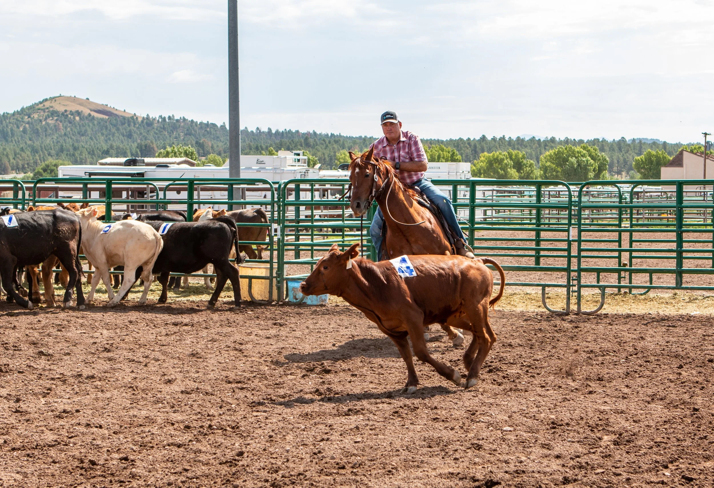 The basic rules of a ranch sorting run once the clock starts