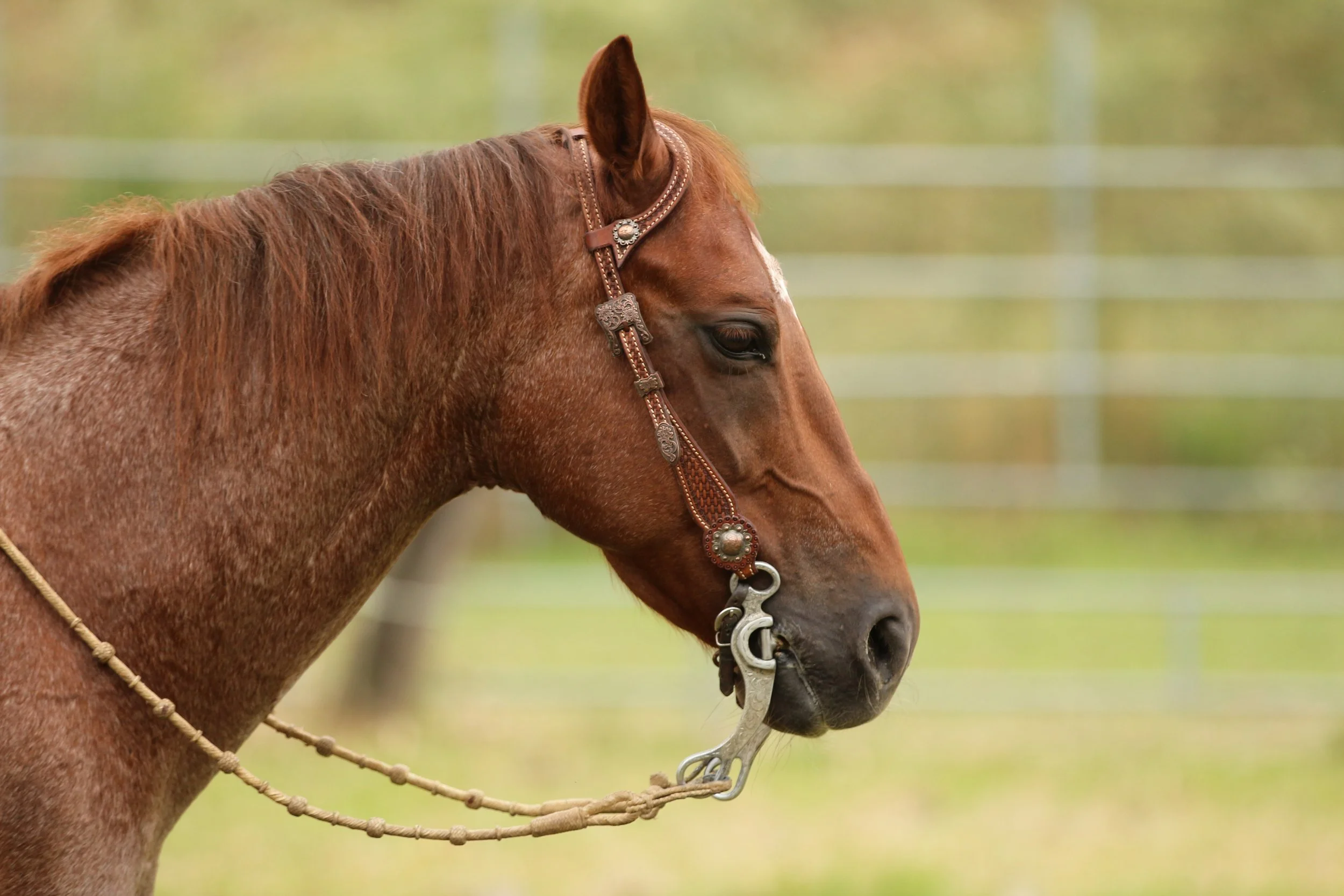 Close-up of a brown horse with decorative leather bridle and metallic embellishments, standing outdoors with a blurred green background.