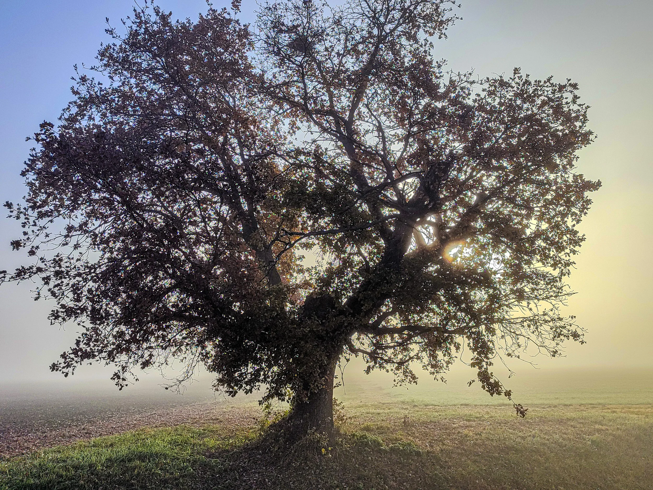 Majestic Sunrise Tree Canvas Print