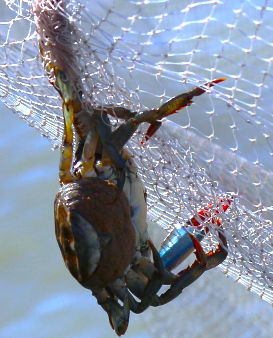A crab caught in fishing net with a fishing lure attached