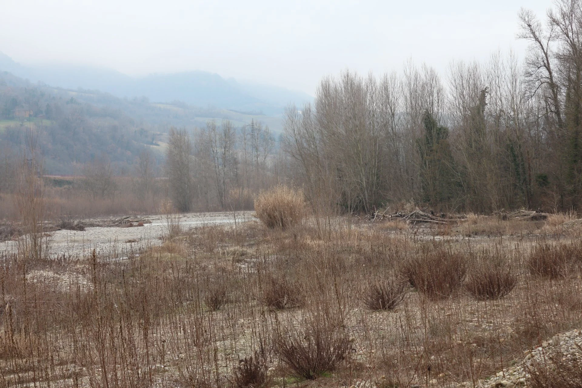 A foggy landscape with leafless trees, dry grass, and a distant mountain range.