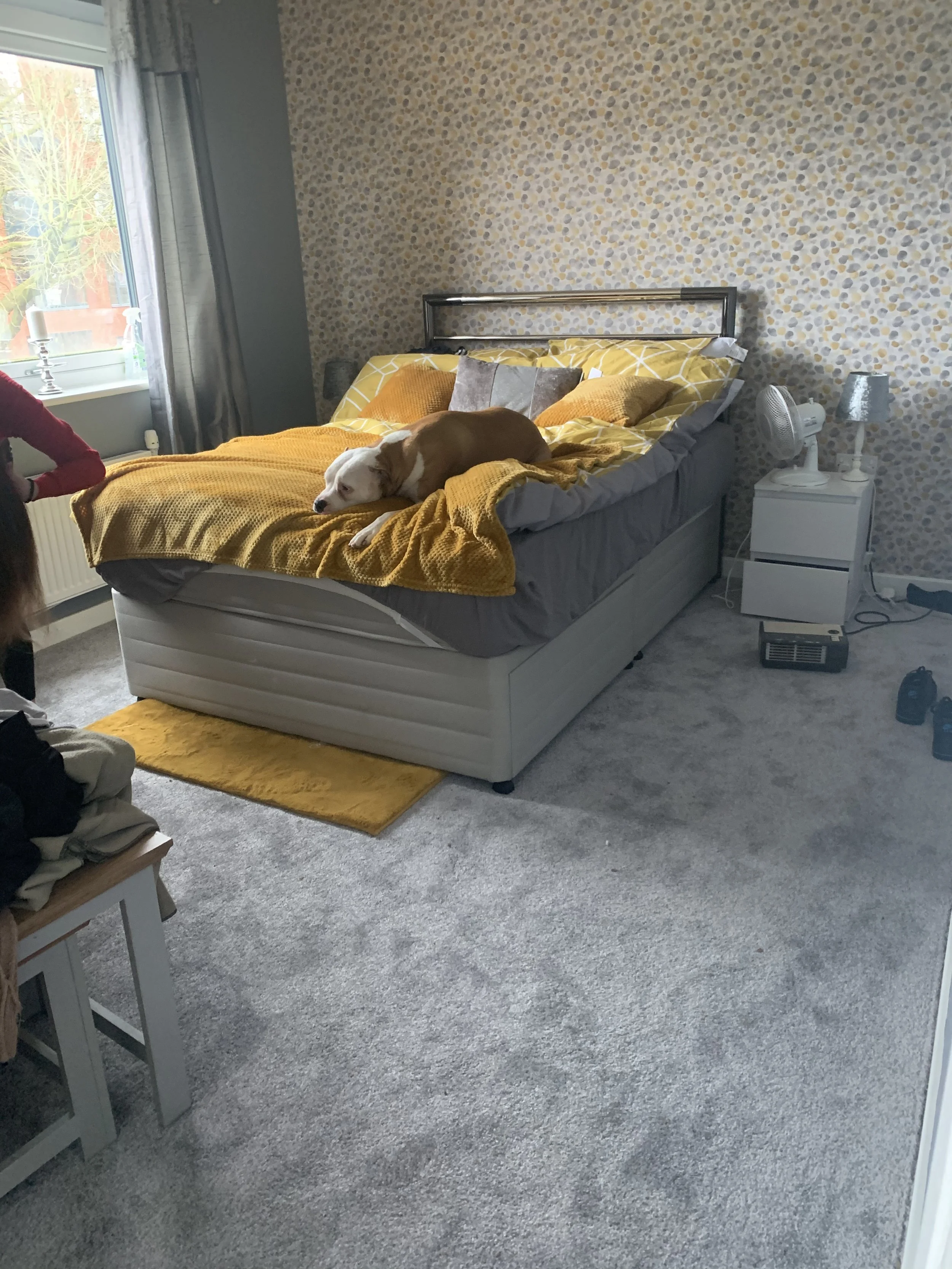 A bedroom with a bed covered in a yellow blanket and pillows, a dog lying on the bed, a window with curtains, a nightstand with a fan and lamp, and a gray carpeted floor.