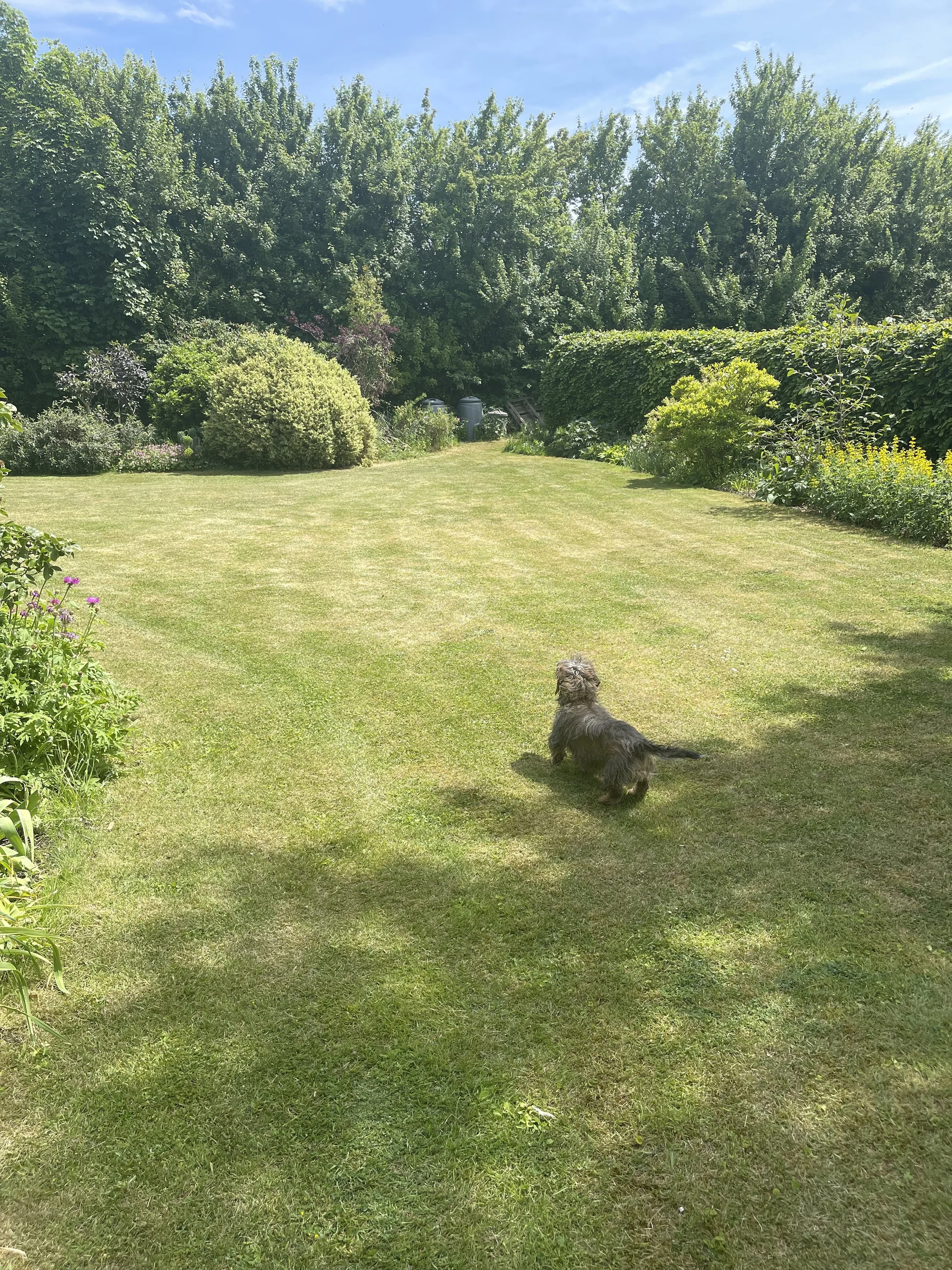 A small dog running on a well-maintained grassy lawn in a backyard, surrounded by trees, shrubs, and flowers on a sunny day with a clear blue sky.