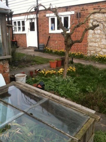 A backyard garden with a leafless tree, yellow flowers, potted plants, and a greenhouse, in front of a brick house with a white door and windows.