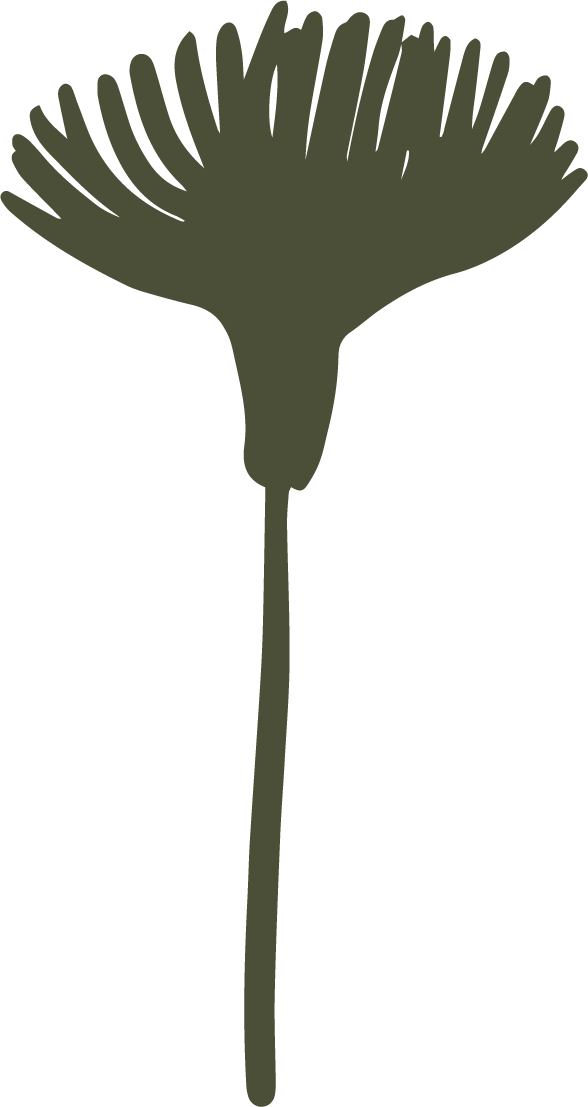 Silhouette of a single Dandelion seed head with a long stem.