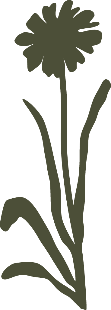 A silhouette of a flower with a rounded cluster of petals on top and long, slender leaves.