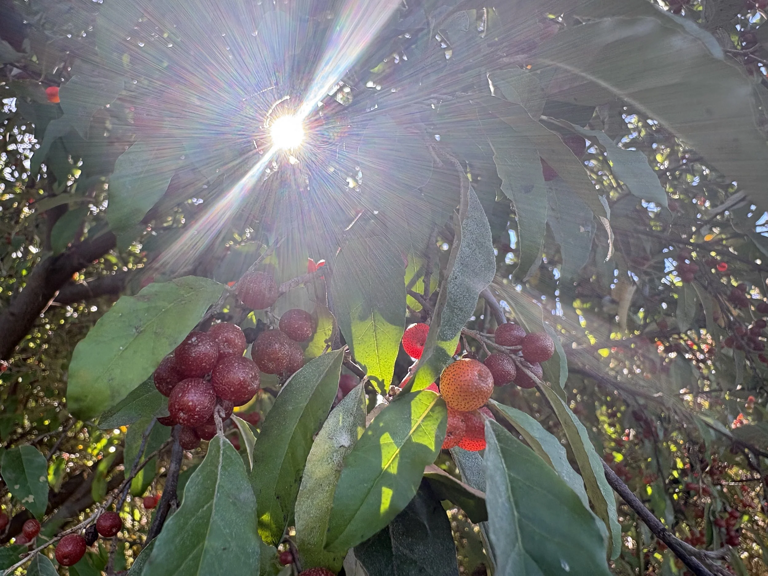 Appalachian Weather Lore We’re Seeing Around the Farm