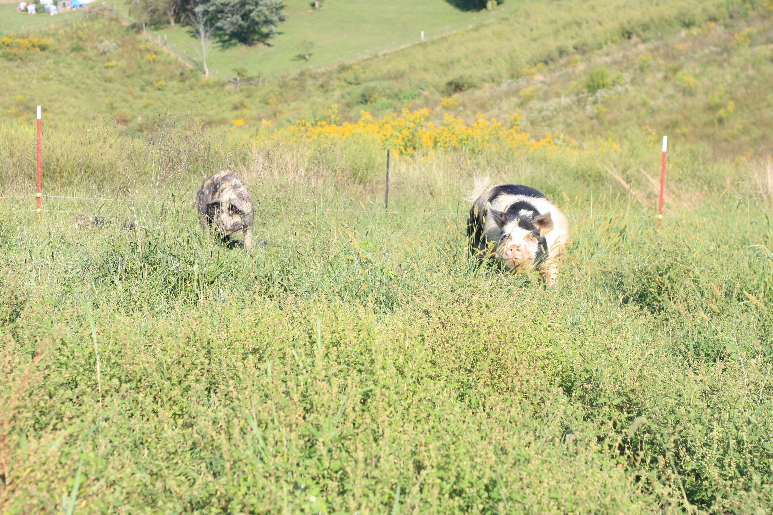 Meet Our Idaho Pasture Pigs &amp; Piglets