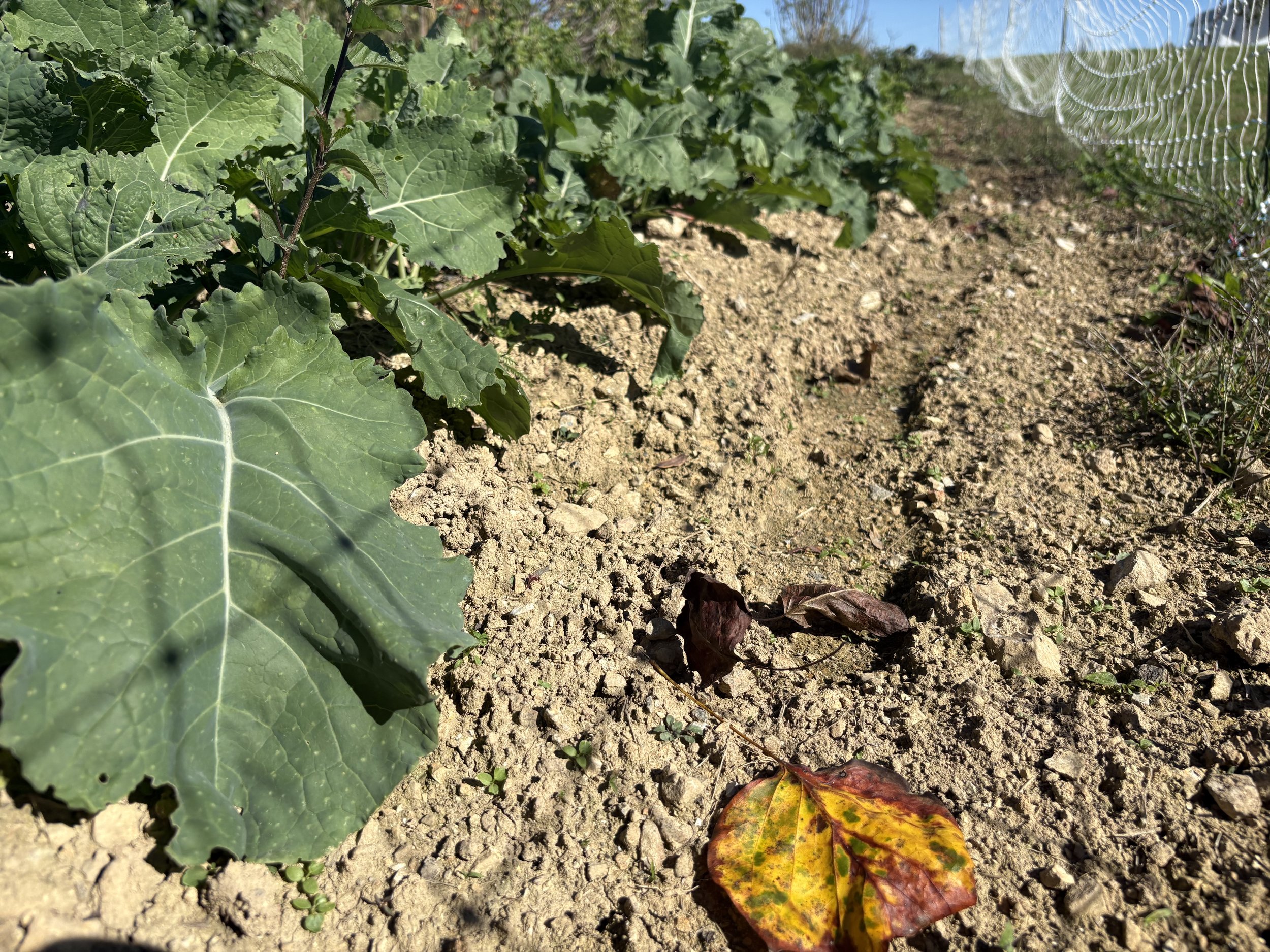 From Garden to Kitchen: Fall Harvest