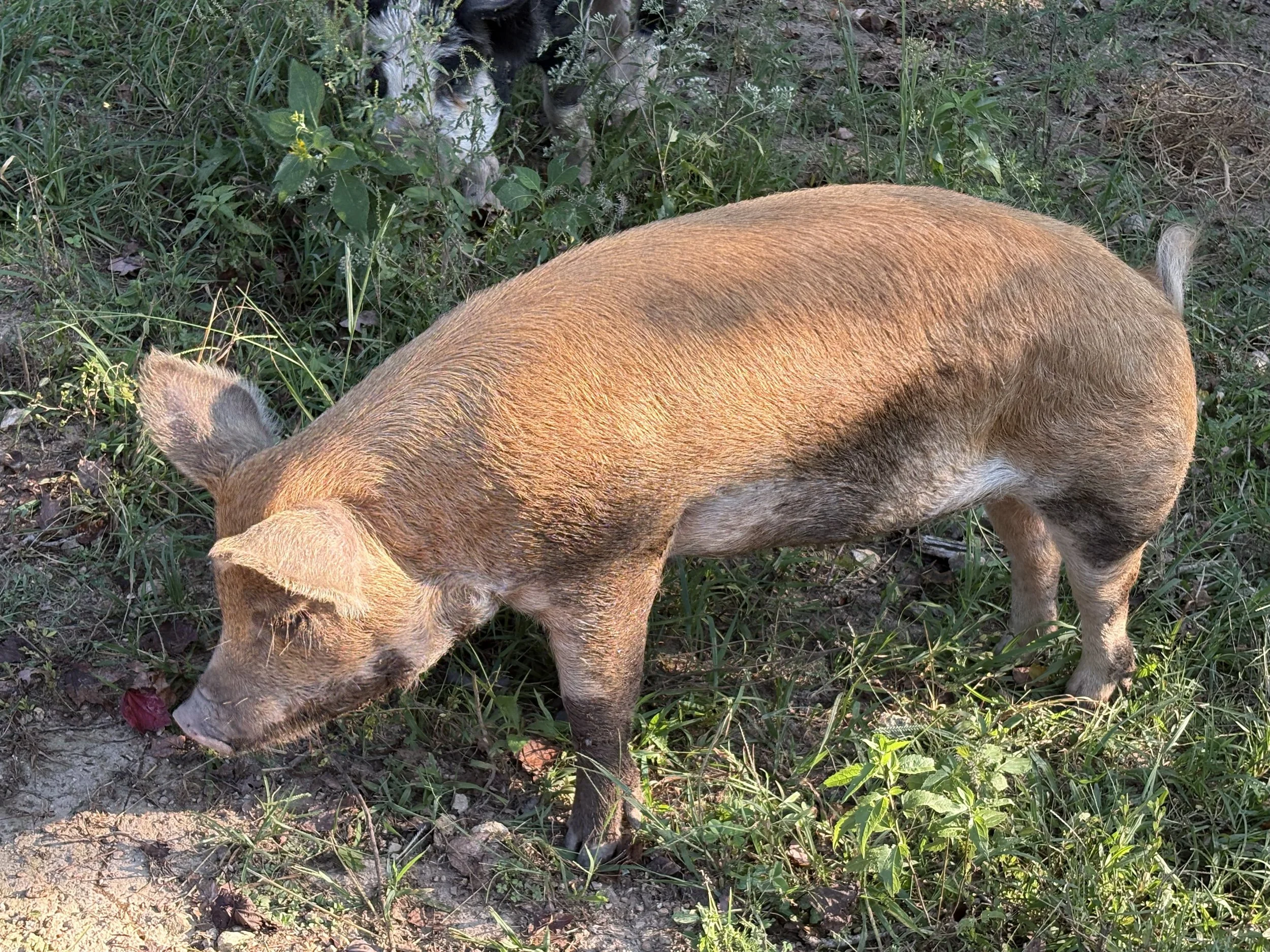 A pig with light brown fur and a blue tail is sniffing the ground in a grassy area, with some green plants and leaves around.