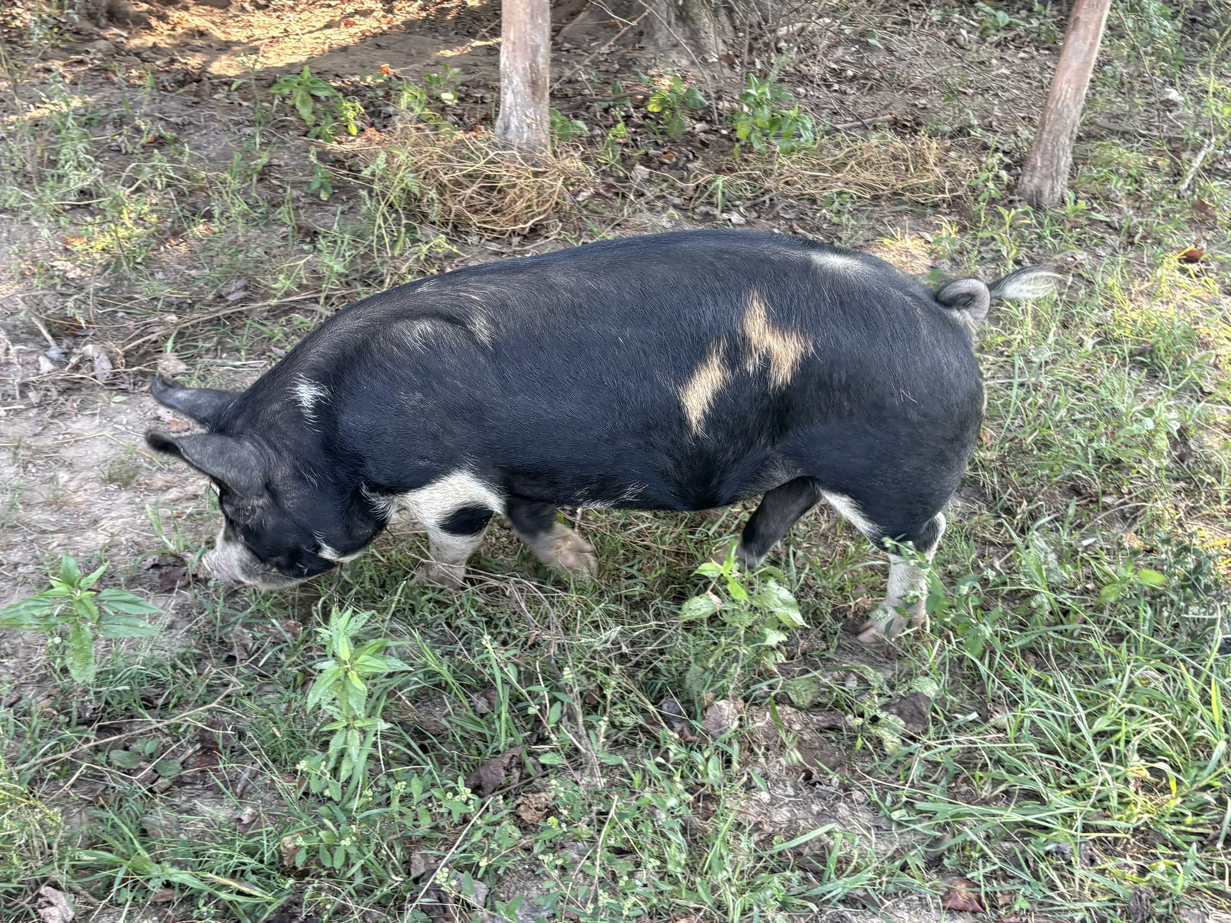 A black and white pig with a star-shaped marking on its side, standing on dirt and grass among small green plants and trees.