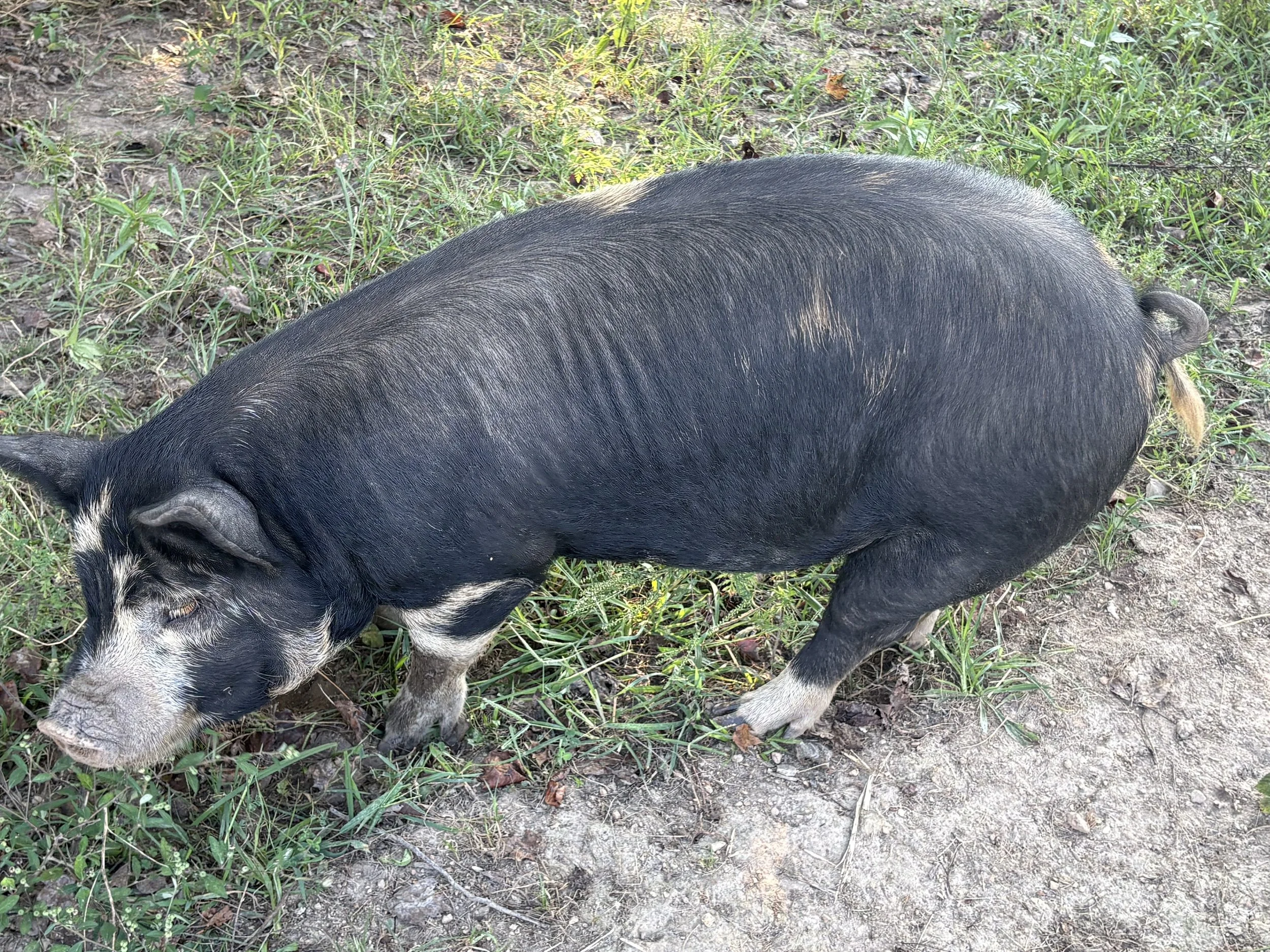 A pig with black and pink skin is walking on a dirt and grass surface in an outdoor setting.
