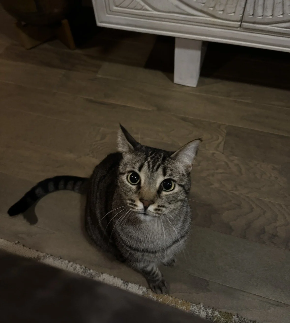 IMG_1247.jpeg