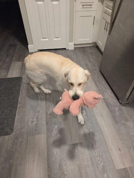 Maggie the Golden Retriever carrying her favorite pink plush toy indoors.