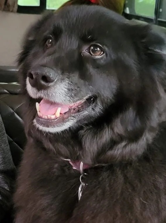 Gracie the black Lab Sheltie mix smiling next to the contact form for The Maggie Carriage Co.
