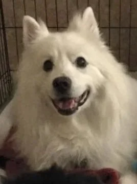 White American Eskimo dog portrait for The Maggie Carriage Co. contact page.