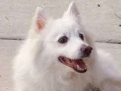 Smiling white American Eskimo companion portrait for The Maggie Carriage Co.