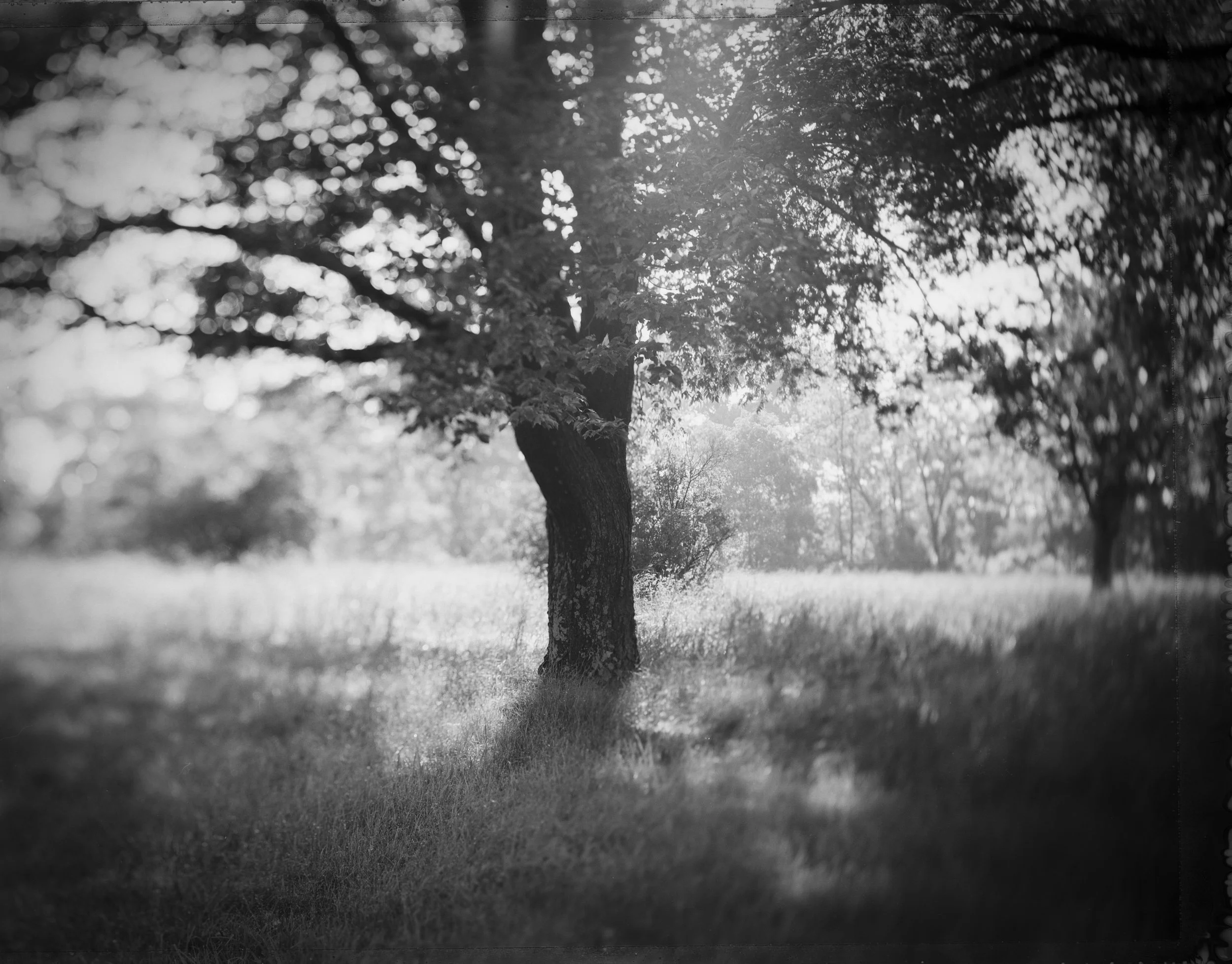 type55 tree edit.jpg