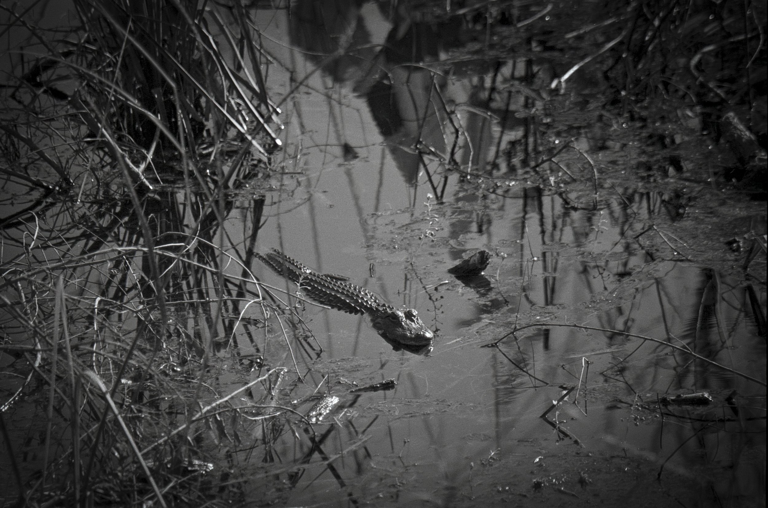 everglades (14) edit.jpg