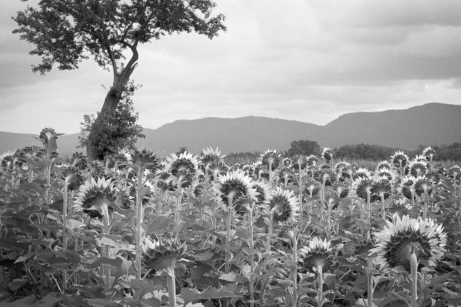 sunflower field 100 backward copy small 2.jpg