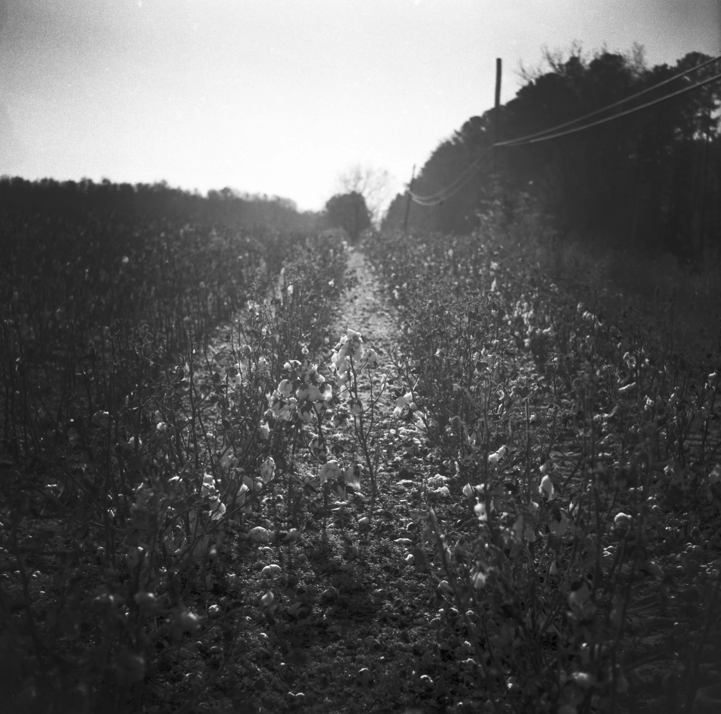 cotton.jpg