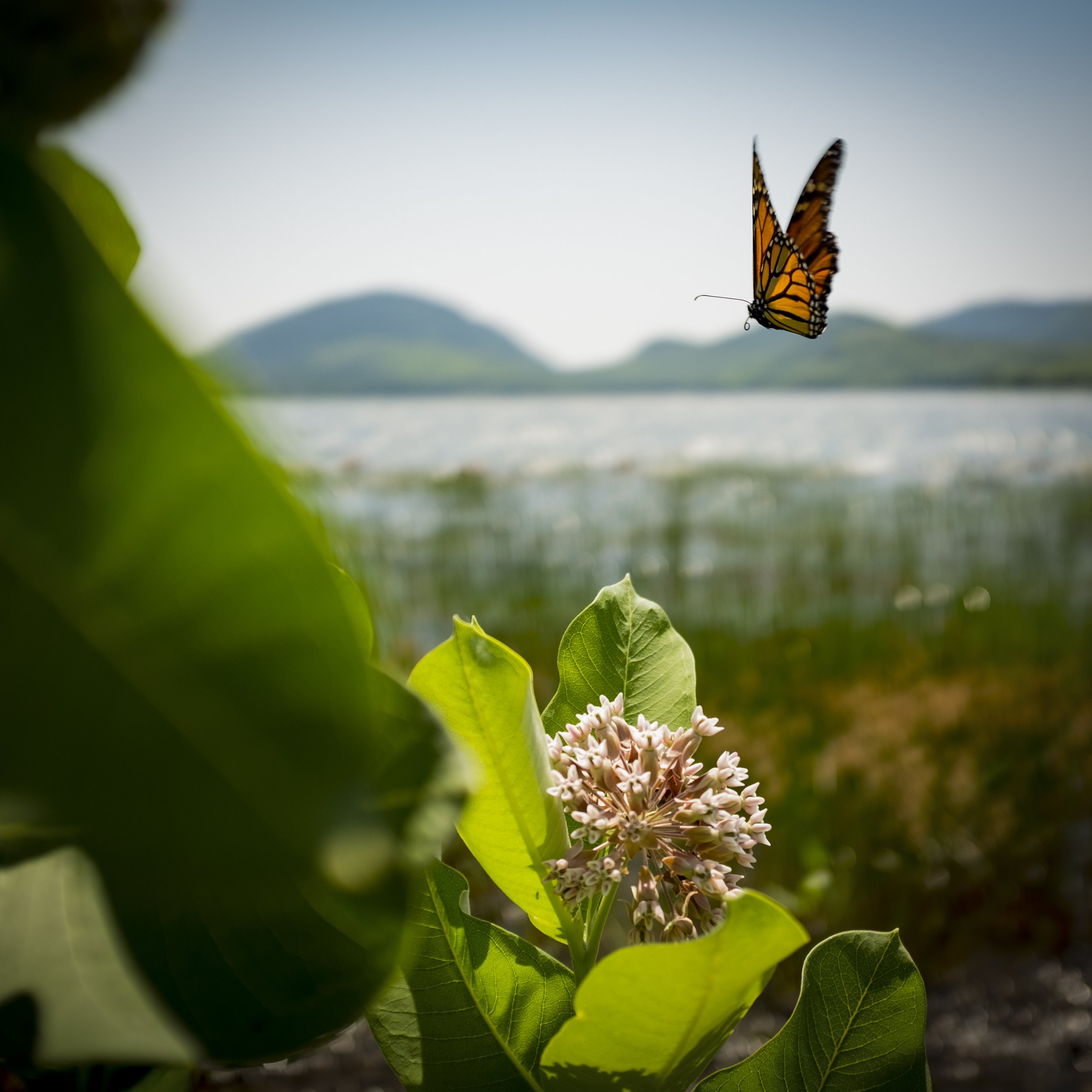butterfly 1 (1).jpg