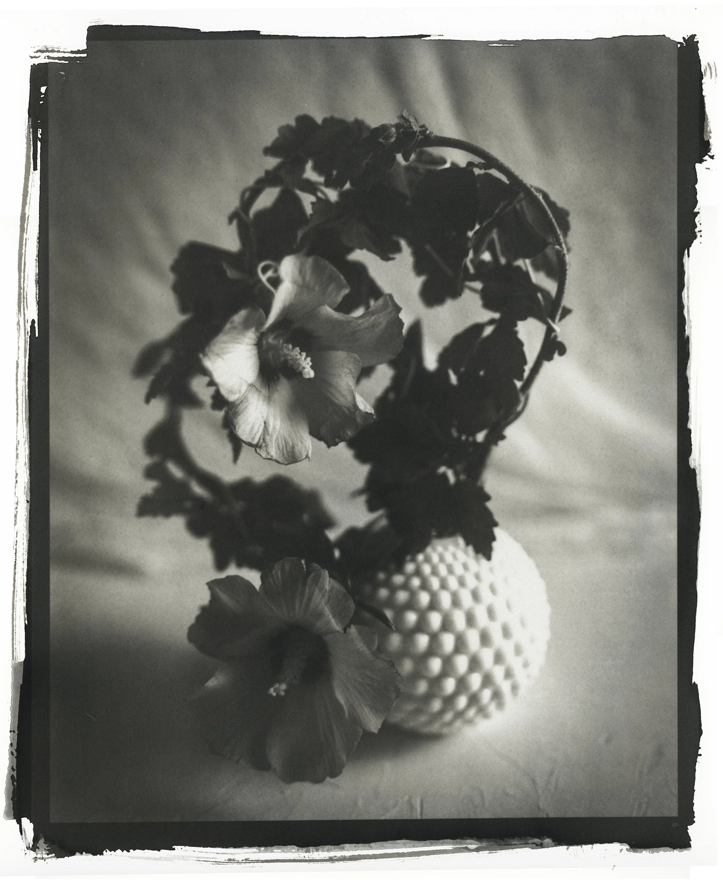 Wire and Vines, Salted Paper Print