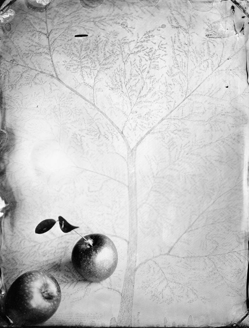 Family Tree, Tintype