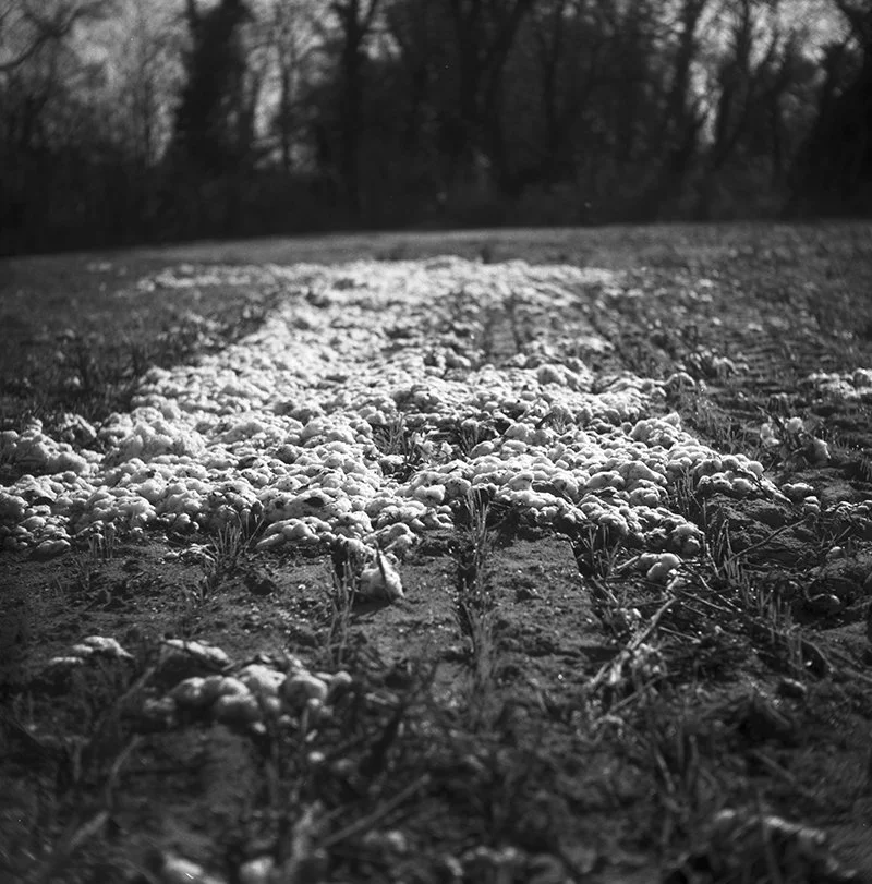 wet cotton.jpg
