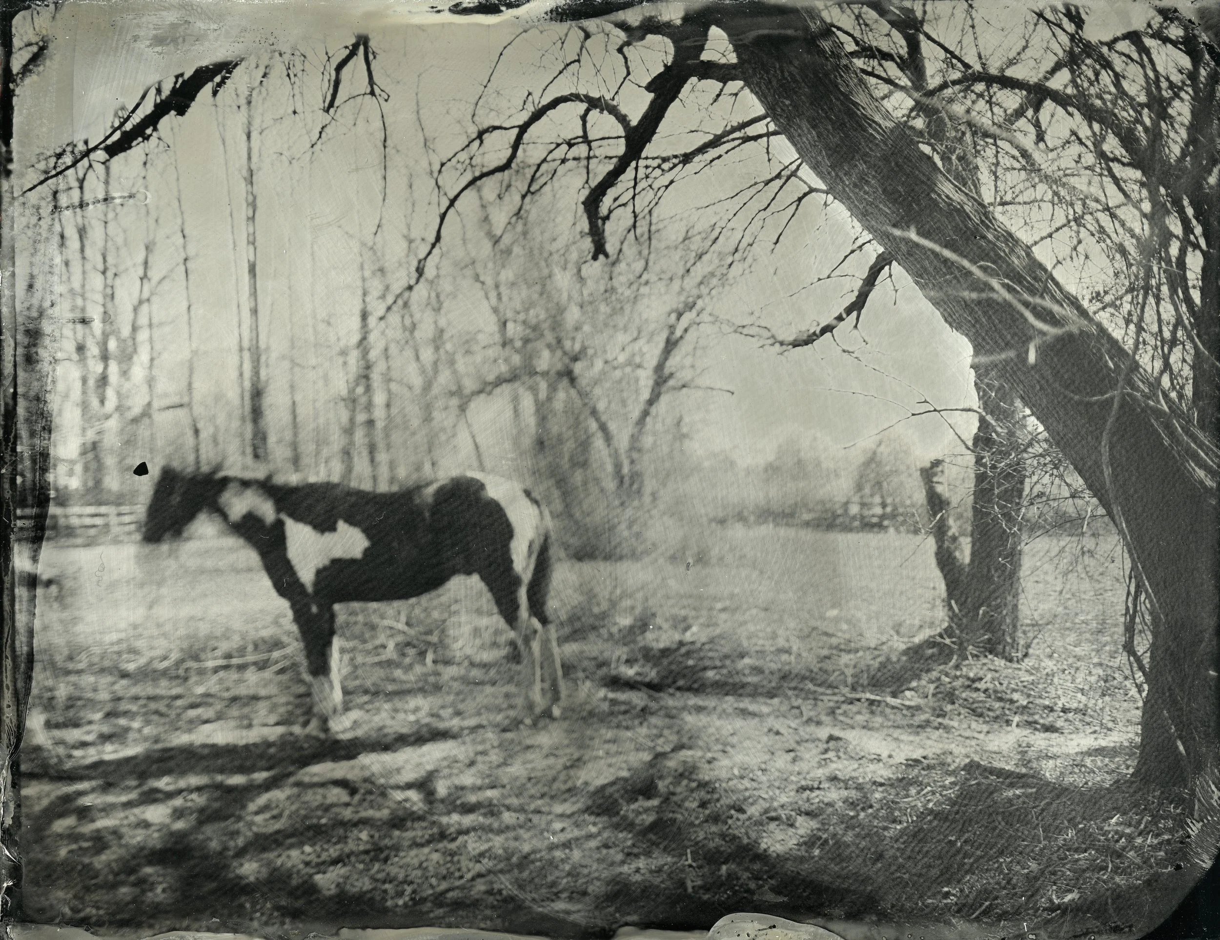 Horse Thieves, tintype