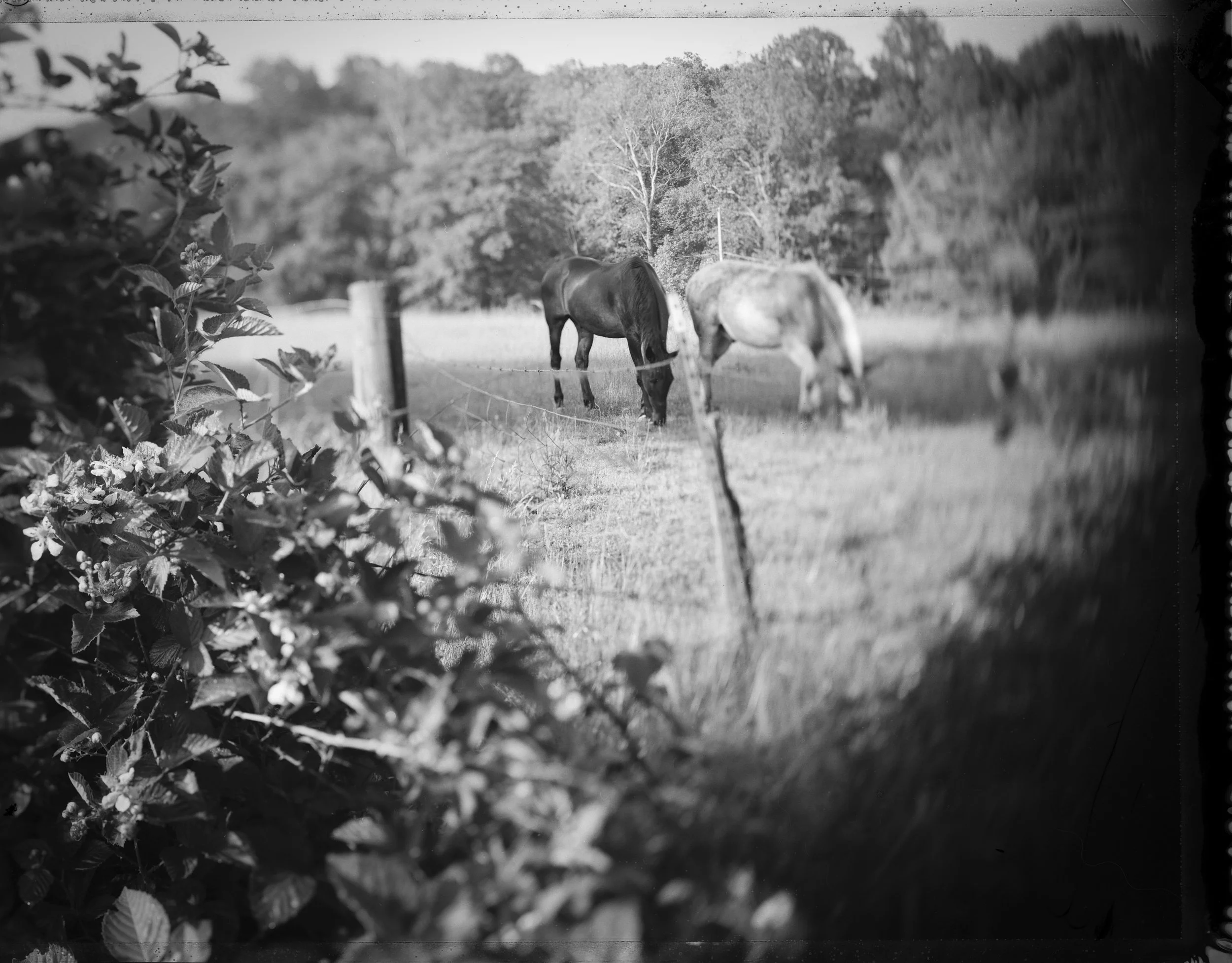 type55 horses edit.jpg