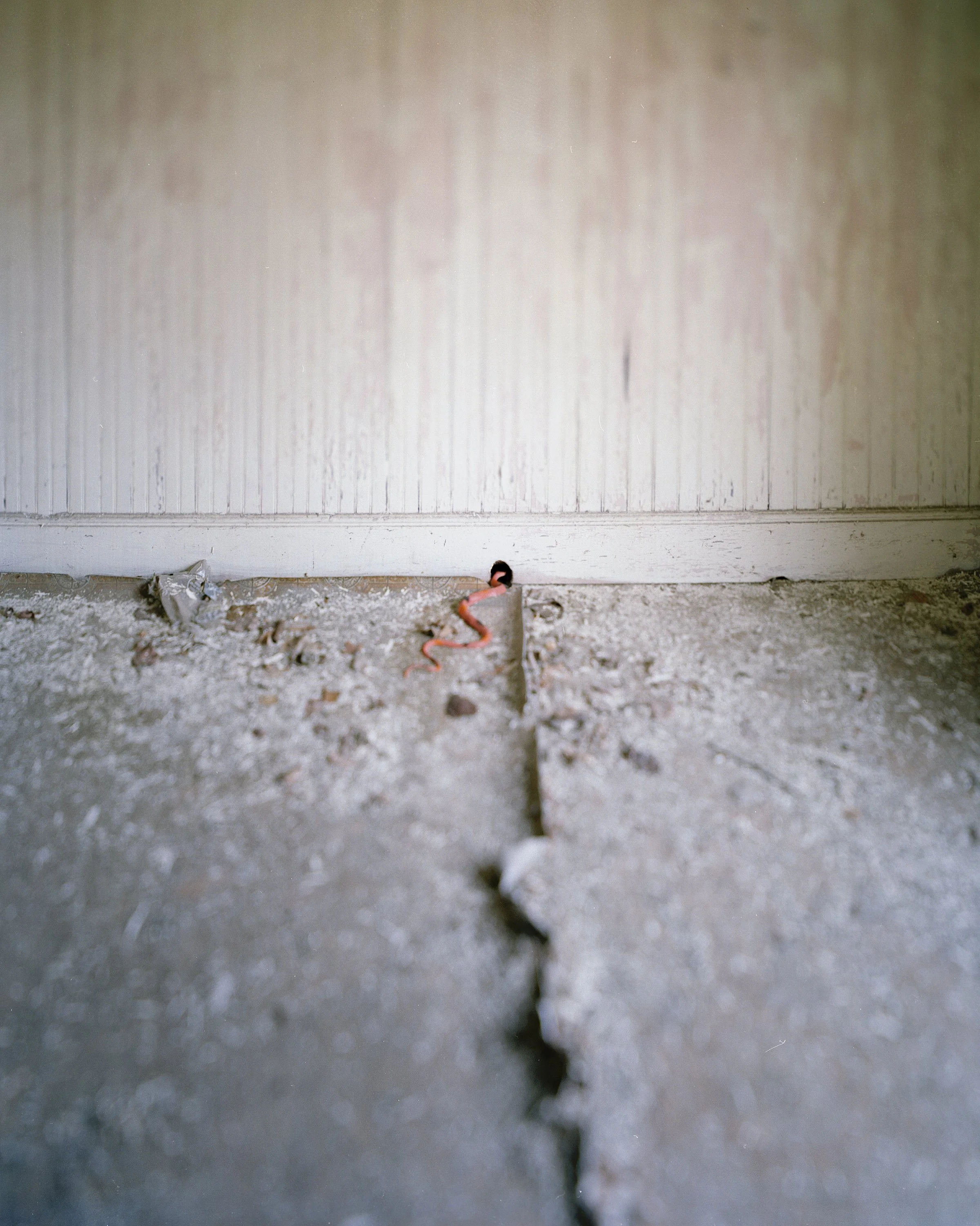 Toy Snake, Claxton GA
