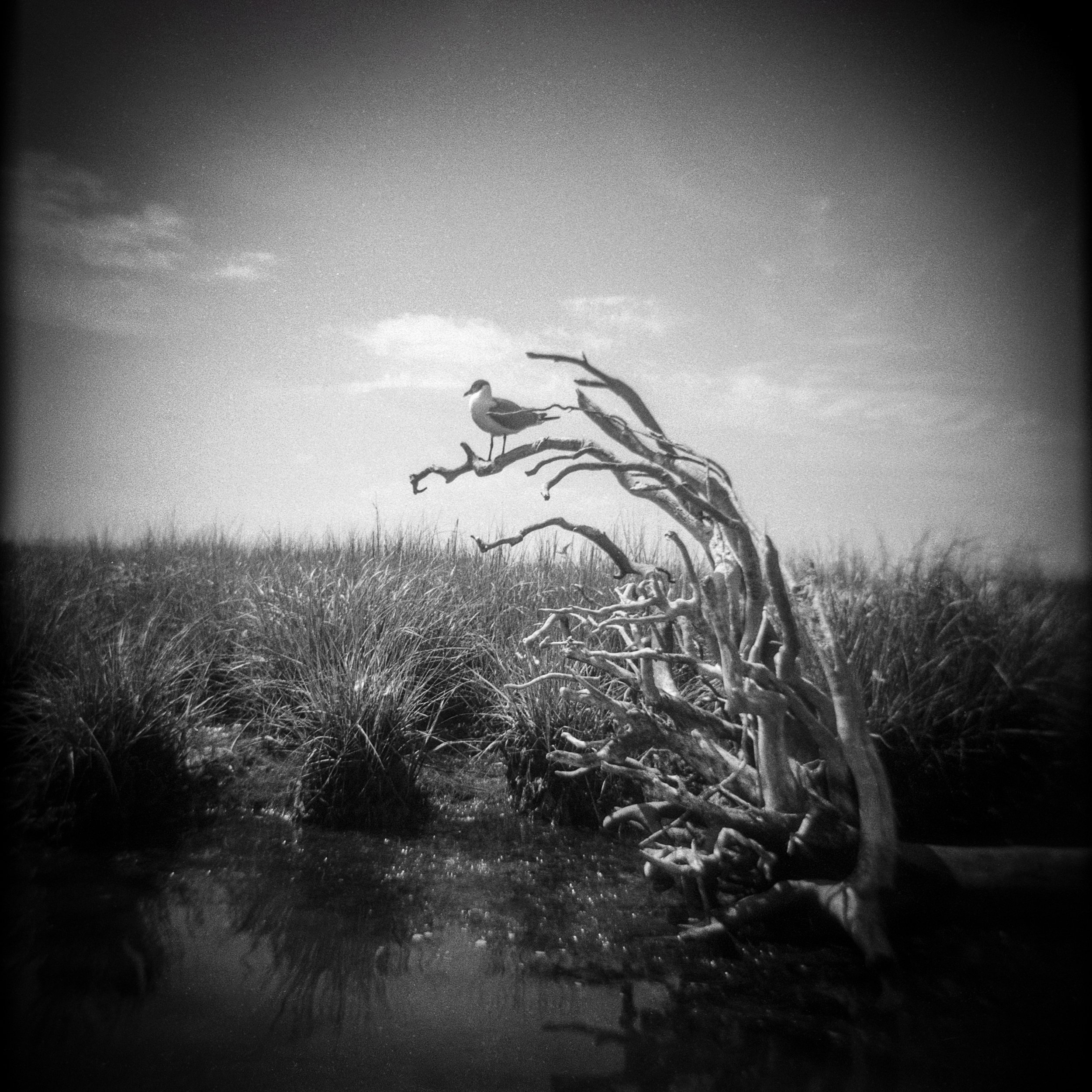 Bird Tree_Joanna Yoder.jpg