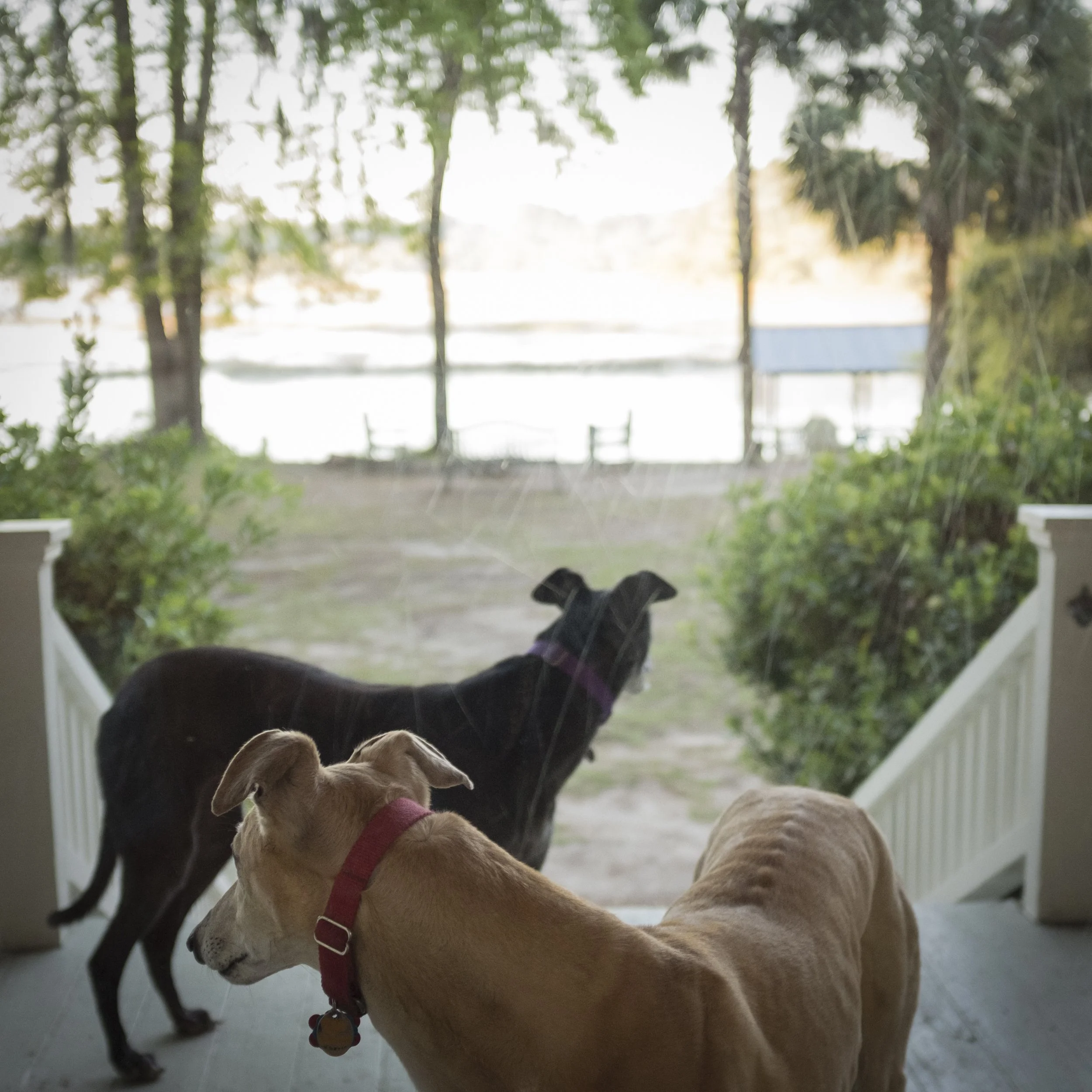 Dogs on porch.jpg