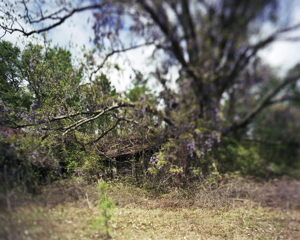 Wisteria.jpg