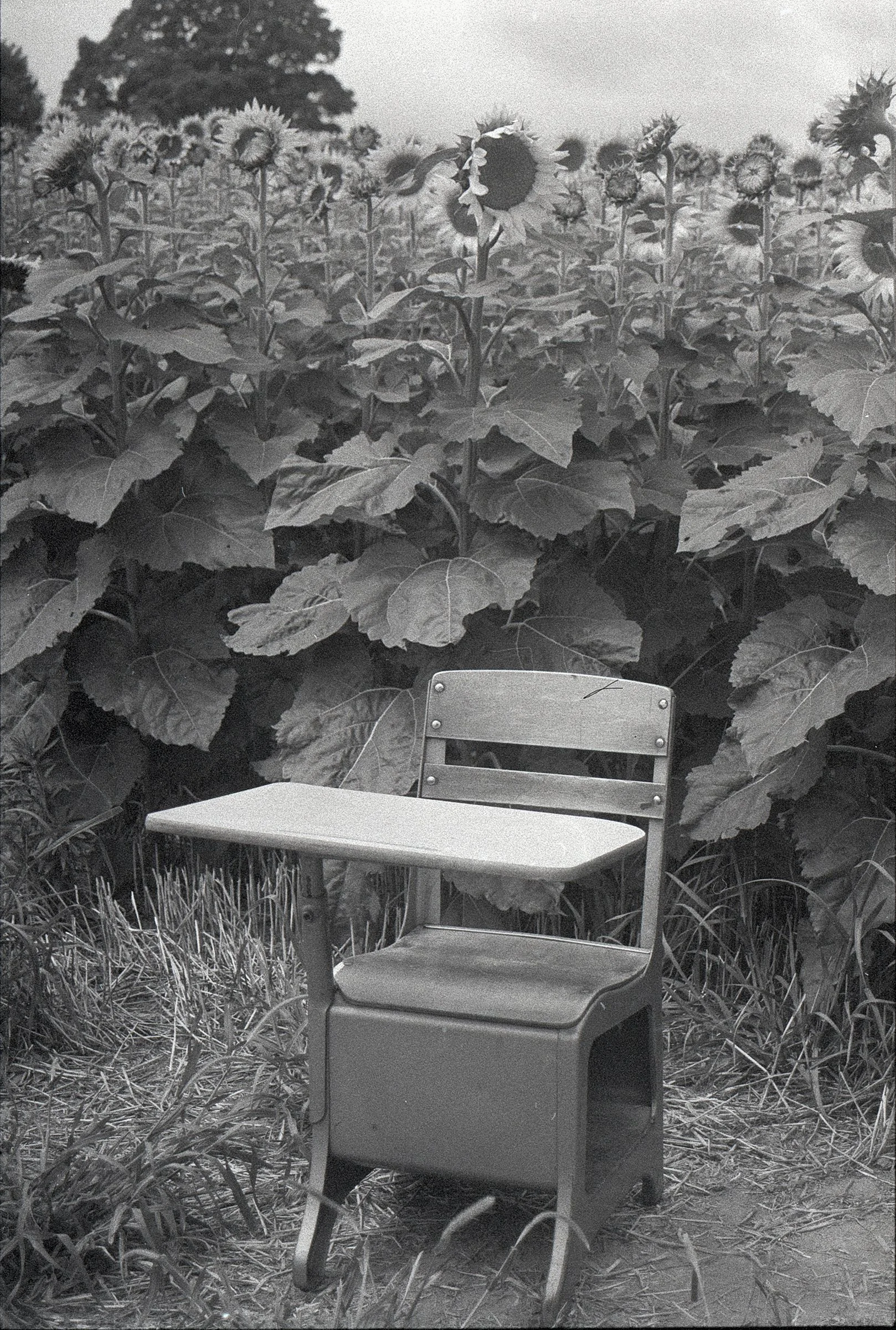 sunflower school chair copysmall.jpg