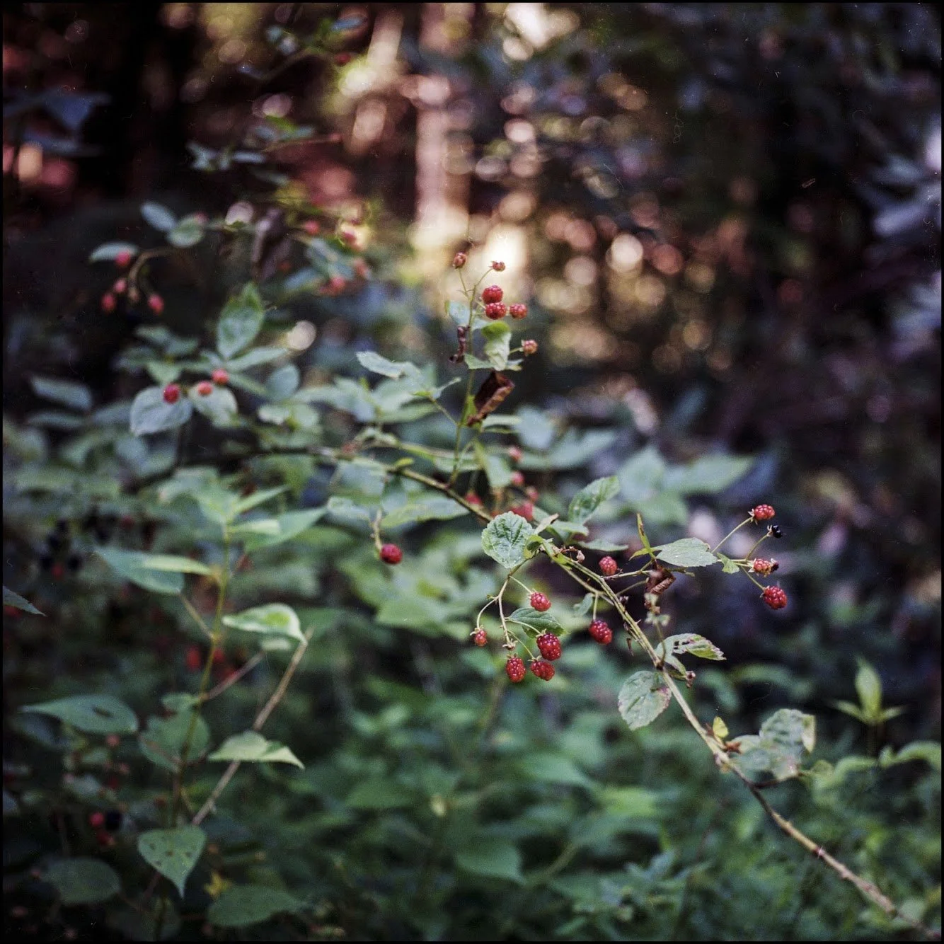 kings falls 4 edit border.JPG
