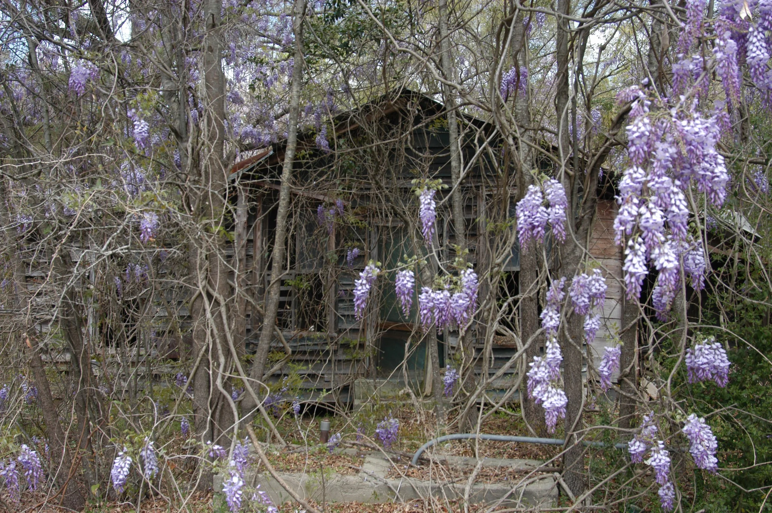 wisteria (1).jpg