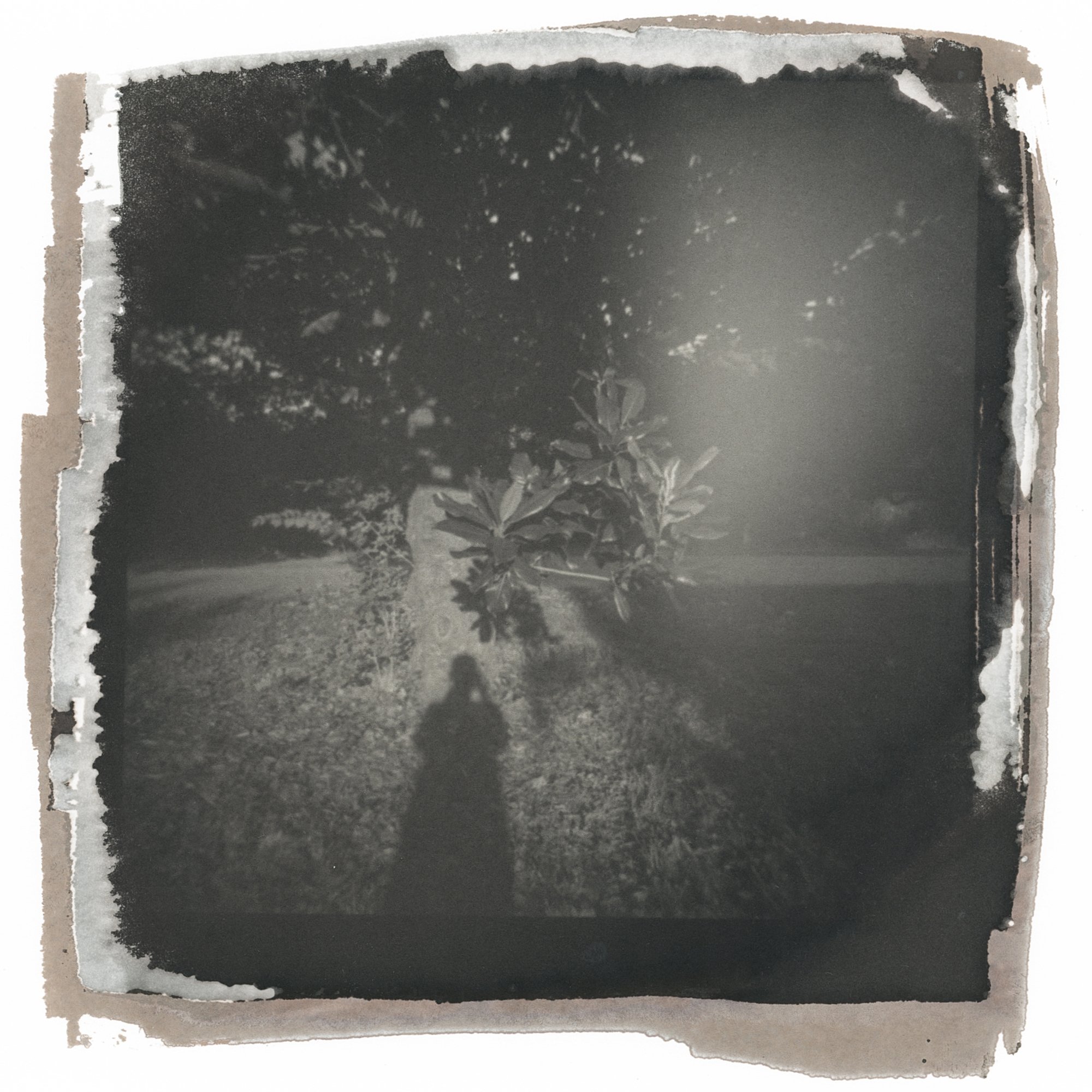 Grandfather Tree,  Salted Paper Print