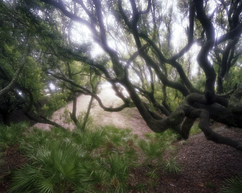 SE _ Joanna Knox_Canopy, Cumberland Island GA.jpg