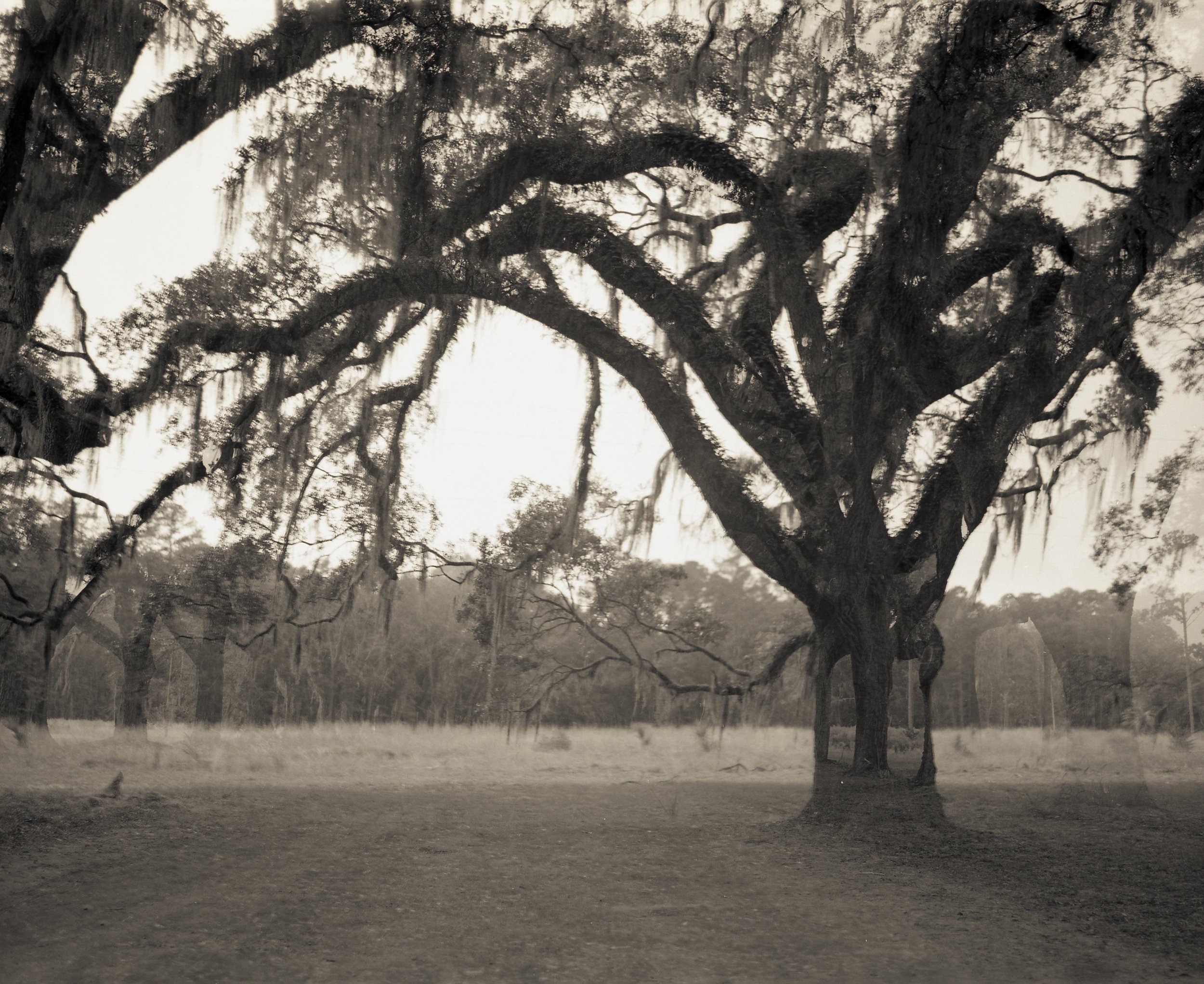 wormsloe137.jpg