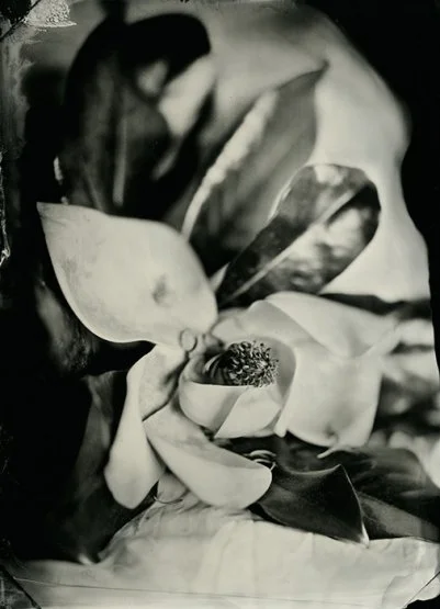 Grandfather's Magnolia, Tintype