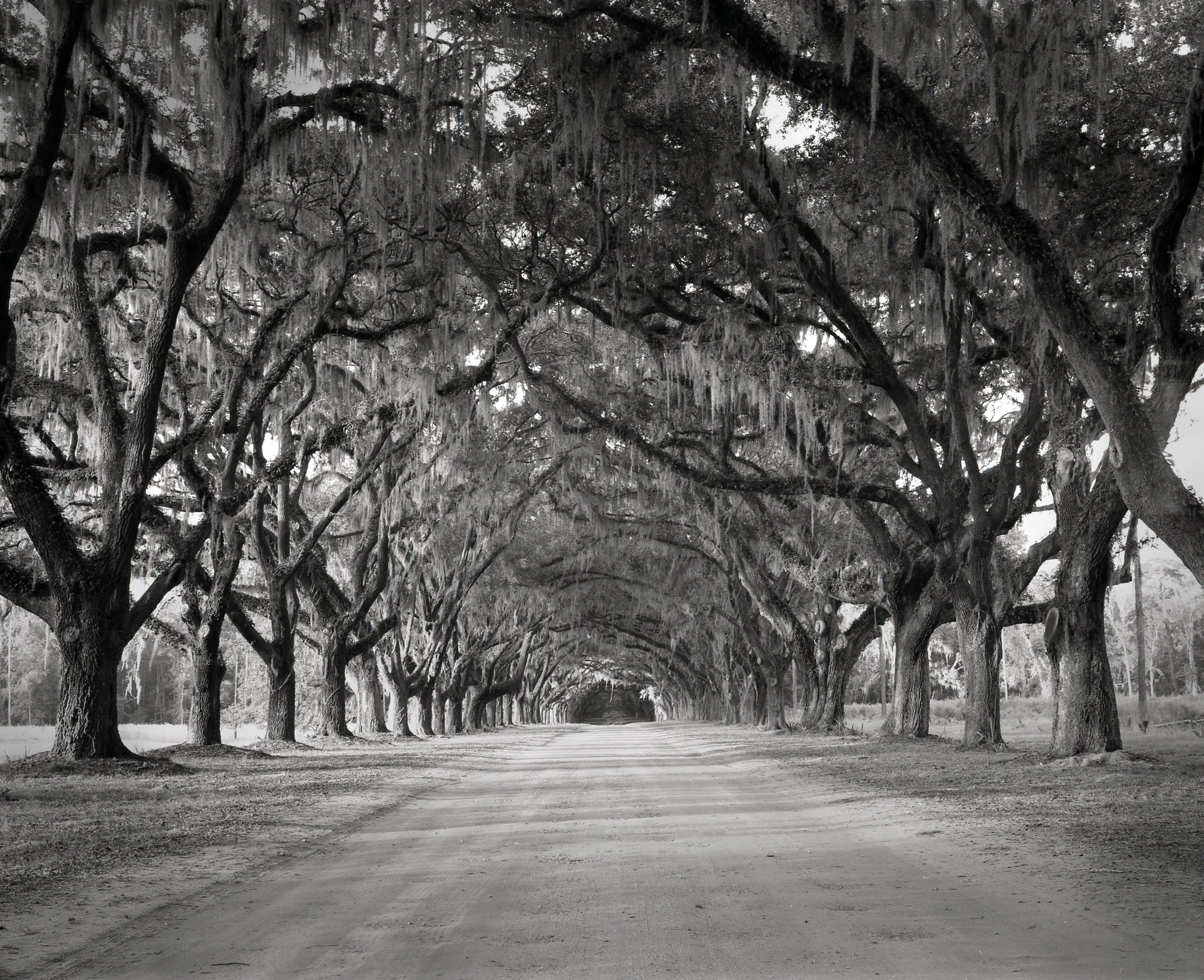 wormsloe133.jpg