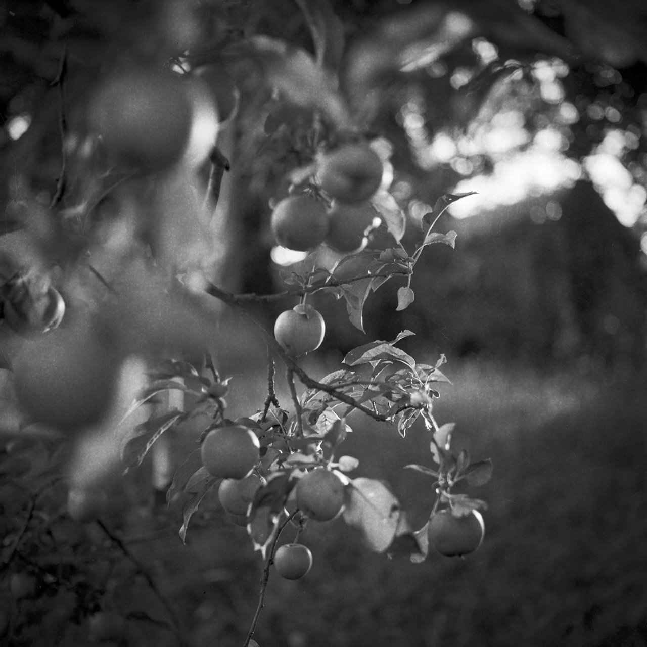 Apple Orchard.jpg