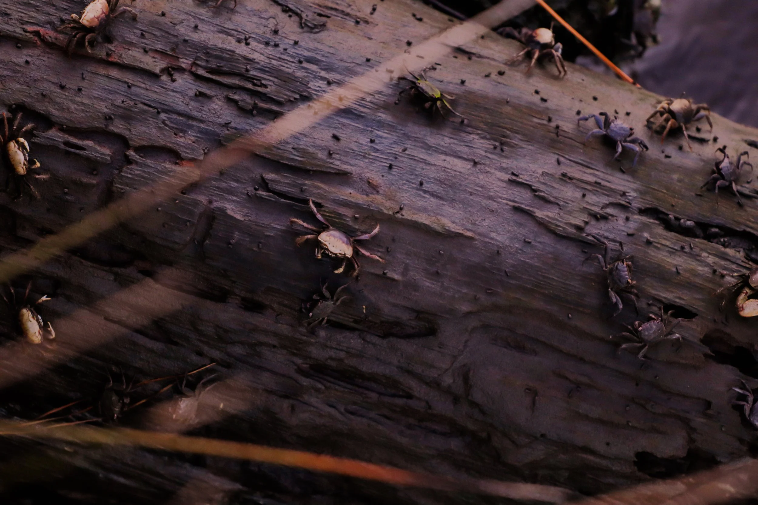 Close-up of a weathered wooden surface with small crabs crawling on and around it.