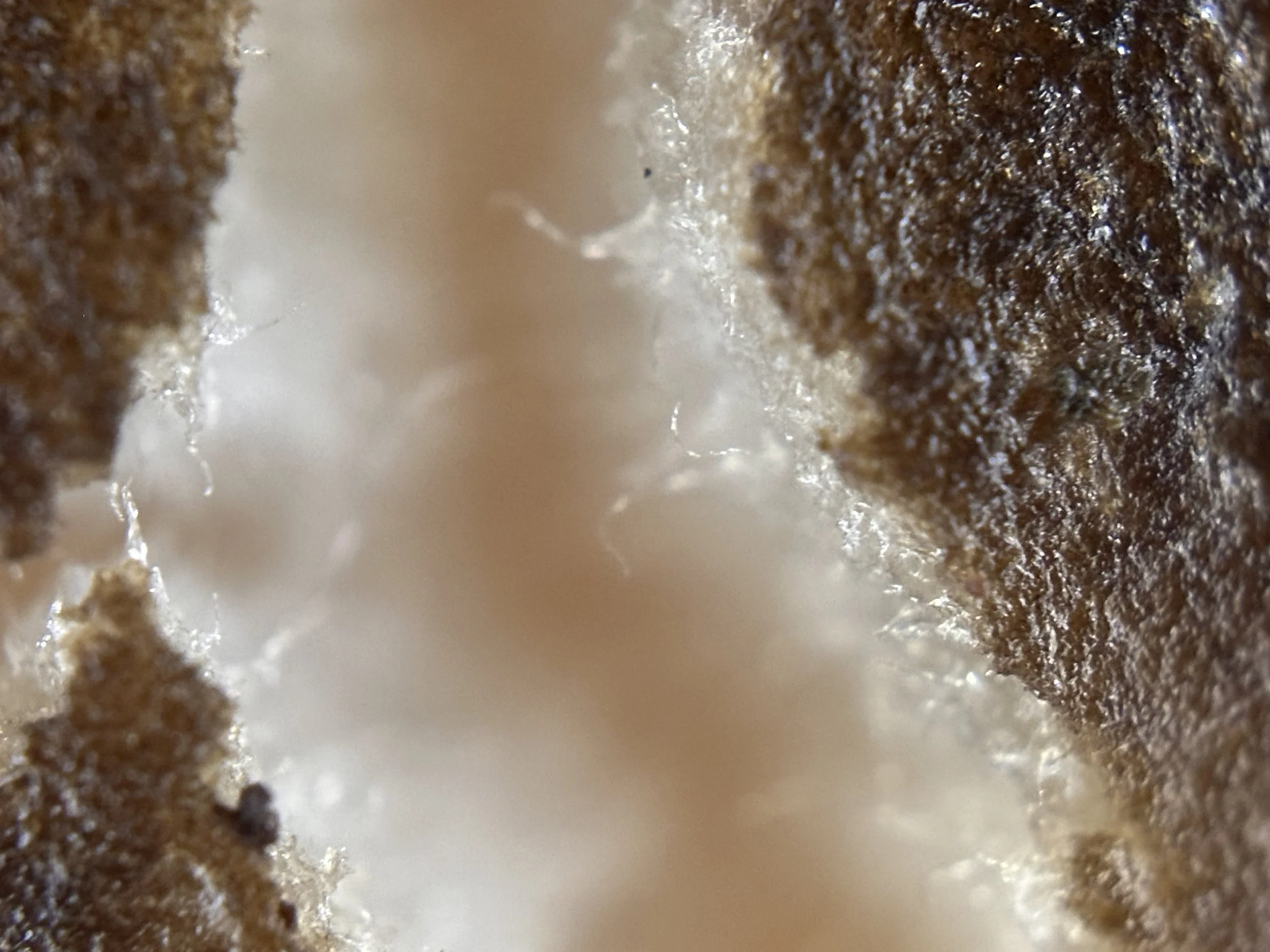 Close-up of the inside cavity of a fungi.